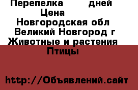 Перепелка 40-60 дней  › Цена ­ 100 - Новгородская обл., Великий Новгород г. Животные и растения » Птицы   